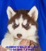 Small Photo #19 Siberian Husky Puppy For Sale in MANILLA, IA, USA