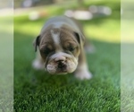 Small Photo #6 Bulldog Puppy For Sale in STOCKBRIDGE, GA, USA