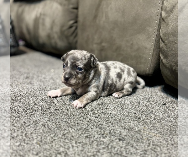 Medium Photo #3 Chiweenie Puppy For Sale in BURLINGTON TOWNSHIP, PA, USA