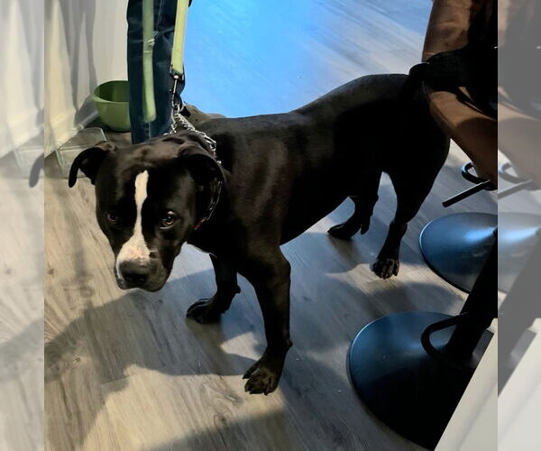 Medium Photo #20 American Staffordshire Terrier-Unknown Mix Puppy For Sale in Lake Forest, CA, USA