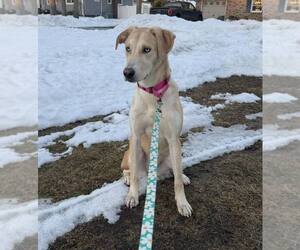 Labrador Retriever-Unknown Mix Dogs for adoption in Woodbury, NY, USA
