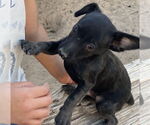 Small #3 Chihuahua Mix