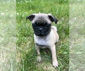 Pug Puppy for Sale in DURHAM, Connecticut USA