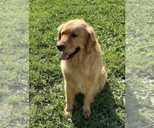 Father of the Golden Retriever puppies born on 06/04/2025