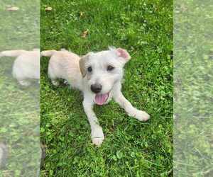 Jack Russell Terrier-Unknown Mix Dogs for adoption in Springdale, PA, USA