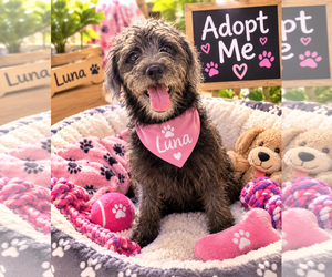 Mutt Dogs for adoption in Queen Creek, AZ, USA
