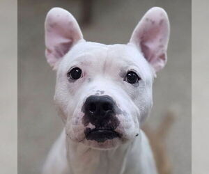 Medium American Pit Bull Terrier Mix