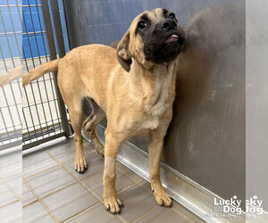 Serena - Female Labrador Retriever-Unknown Mix Dog for Adoption - Photo #5