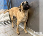 Small Photo #5 Labrador Retriever-Unknown Mix Puppy For Sale in Washington, DC, USA