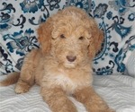 Small Photo #4 Poodle (Standard) Puppy For Sale in ELKTON, KY, USA