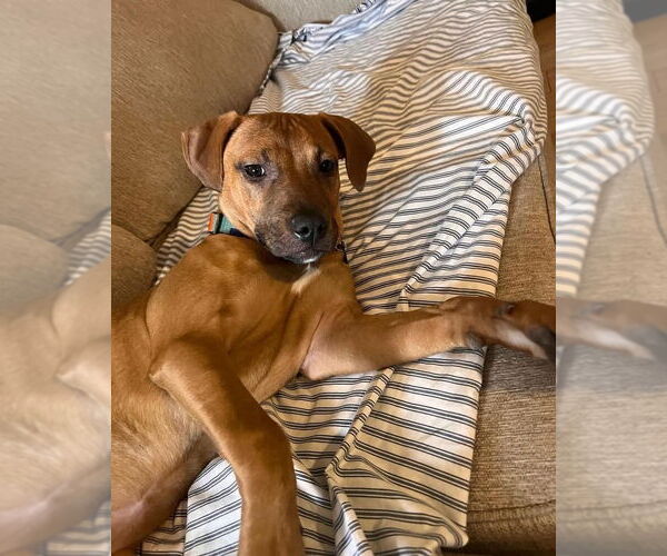 Medium Photo #7 Labrador Retriever-Staffordshire Bull Terrier Mix Puppy For Sale in Bellevue, WA, USA