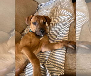 Josie - Female Labrador Retriever-Staffordshire Bull Terrier Mix Dog for Adoption - Photo #7