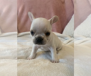 French Bulldog Puppy for sale in JOHNS ISLAND, SC, USA