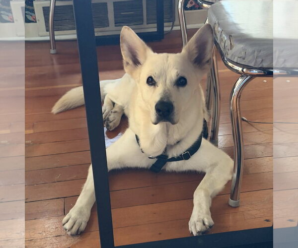 Medium Photo #6 German Shepherd Dog-Unknown Mix Puppy For Sale in Fargo, ND, USA