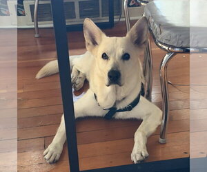 Mark - Male German Shepherd Dog-Unknown Mix Dog for Adoption - Photo #6