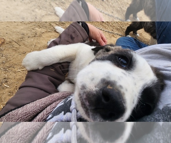 Medium Photo #25 Anatolian Shepherd Puppy For Sale in CUMBY, TX, USA
