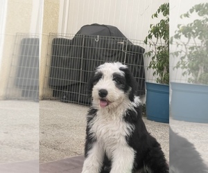 Old English Sheepdog Puppy for sale in ROSEMEAD, CA, USA