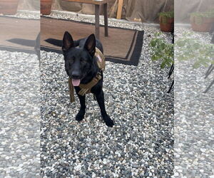 Medium German Shepherd Dog Mix