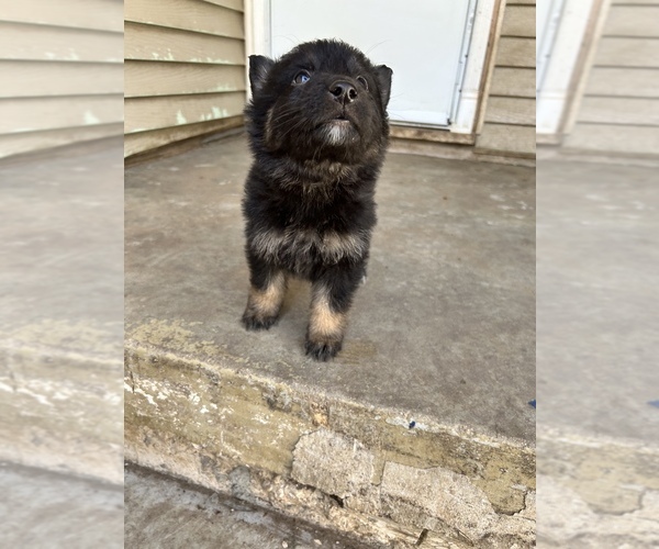 Medium Photo #3 German Shepherd Dog Puppy For Sale in FORT WORTH, TX, USA