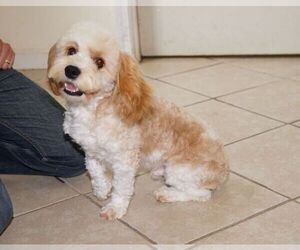 Father of the Cavachon-Poodle (Miniature) Mix puppies born on 01/15/2023
