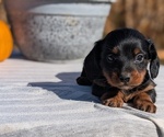Small #15 Dachshund