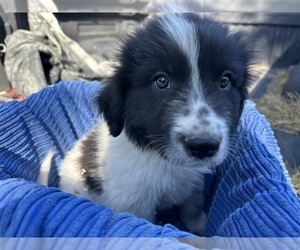 Great Pyrenees-Newfoundland Mix Puppy for sale in JACKSON, NJ, USA