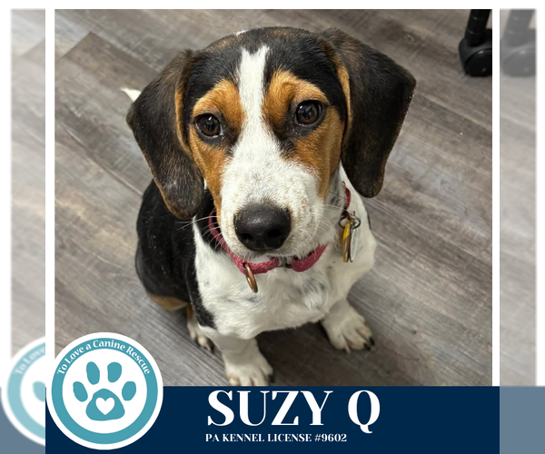 Medium Photo #1 Beagle-Unknown Mix Puppy For Sale in Kimberton, PA, USA