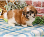 Small #8 Shih Tzu