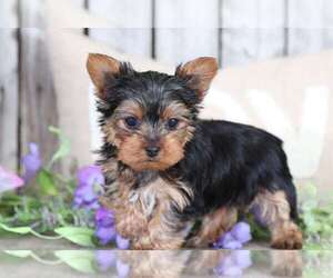 Yorkshire Terrier Puppy for sale in MOUNT VERNON, OH, USA