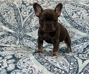 French Bulldog Puppy for sale in NEWTON, NJ, USA
