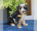 Small Bernedoodle (Miniature)