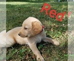 Puppy Red Golden Retriever