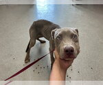 Small Mutt