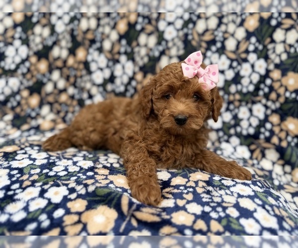 Medium Photo #7 Cock-A-Poo Puppy For Sale in LAKELAND, FL, USA