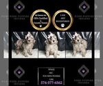 Small Photo #39 Poodle (Miniature) Puppy For Sale in WARSAW, IN, USA