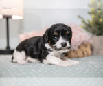 Puppy Star Cavapoo