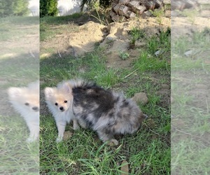 Pomeranian Puppy for sale in CHATSWORTH, CA, USA