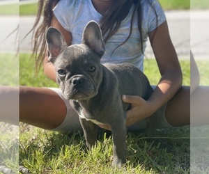 French Bulldog Puppy for sale in TAMPA, FL, USA