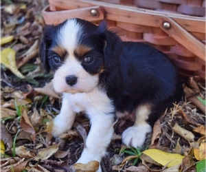 Cavalier King Charles Spaniel Puppy for sale in BARNESVILLE, KS, USA
