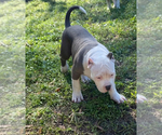 Small Photo #9 American Bully Puppy For Sale in JACKSONVILLE, FL, USA