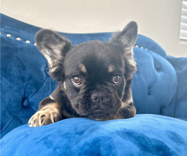 Medium Photo #11 French Bulldog Puppy For Sale in SACRAMENTO, CA, USA