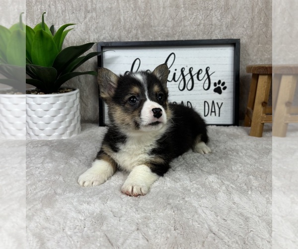 Medium Photo #3 Pembroke Welsh Corgi Puppy For Sale in FRANKLIN, IN, USA