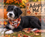 Small Photo #2 Affenpinscher-Unknown Mix Puppy For Sale in Yardley, PA, USA