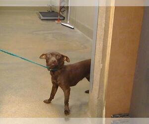 Chihuahua Dogs for adoption in Sacramento, CA, USA