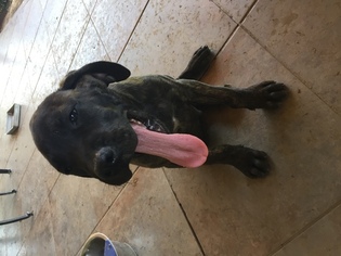 Mastiff Puppy for sale in VISALIA, CA, USA