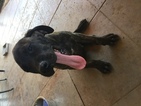 Small Photo #1 Mastiff Puppy For Sale in VISALIA, CA, USA
