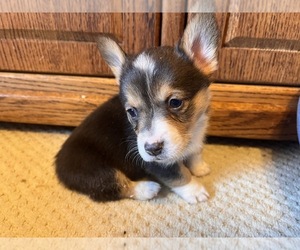 Medium Pembroke Welsh Corgi