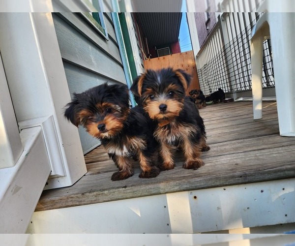 Medium Photo #1 Yorkshire Terrier Puppy For Sale in COLUMBIA, PA, USA