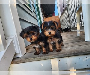 Yorkshire Terrier Puppy for sale in COLUMBIA, PA, USA