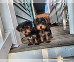 Small Yorkshire Terrier